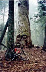 ���� ���� Redwoods ����� ������ �� ��������� 