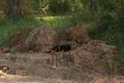 ���� ������
����� ����, ��� ������ ����� �� ���� ���� - ��� ���� ��� �� ����