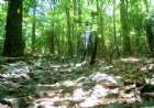 Gambrill Rock Garden
Natan